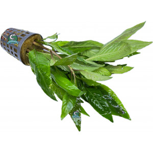 Hygrophila corymbosa 'Stricta' [koszyk]