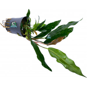 Anubias minima [koszyk]