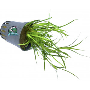 Juncus repens [koszyk]
