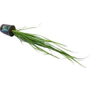 Cyperus helferi [koszyk]