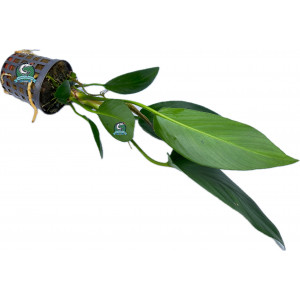 Anubias hastifolia [koszyk]