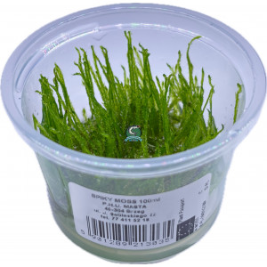 Mech Taxiphyllum sp. 'Spiky Moss' [porcja in vitro 100 ml]
