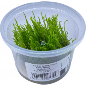 Mech Vesicularia reticulata 'Erect Moss' [porcja in vitro 100 ml]