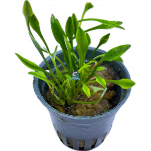 Cryptocoryne parva [koszyk]