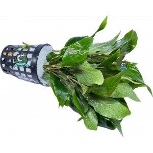 Hygrophila corymbosa 'Thailand' [koszyk]