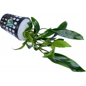 Anubias lanceolata [koszyk]