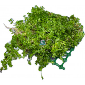 Hemianthus callitrichoides 'Cuba' [na siatce]