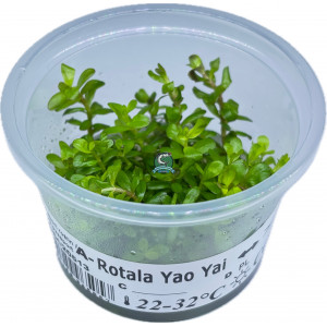 Rotala rotundifolia 'Colorata' / 'Yao Yai' [porcja in vitro 80 ml]