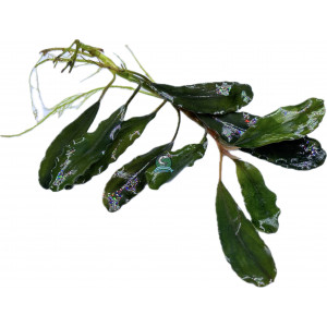 Bucephalandra sp. 'Theia Green' [sadzonka]