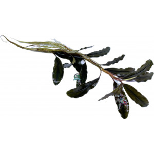 Bucephalandra sp. 'Shine Blue' [sadzonka]