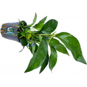 Anubias gracilis [koszyk]