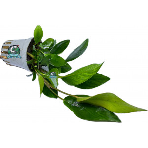 Anubias afzelii [koszyk]