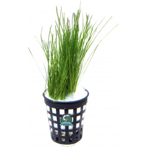 Eleocharis sp. 'Mini' [koszyk]