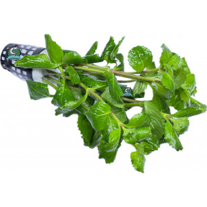 Hygrophila difformis [koszyk]