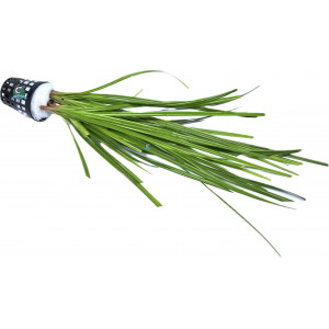 Cyperus helferi [koszyk]