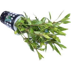 Hygrophila araguaia [koszyk]