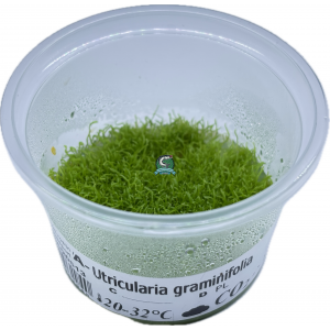 Utricularia graminifolia [porcja in vitro 80 ml]