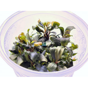 Bucephalandra sp. 'Lamandau' [porcja in vitro 100 ml]