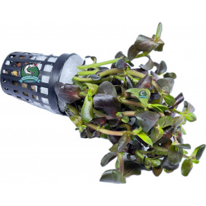 Bacopa salzmannii 'Purple' [koszyk]