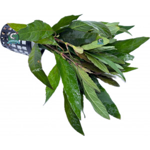 Hygrophila siamensis 'Brown' [koszyk]