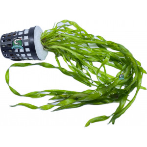 Vallisneria portugalensis [koszyk]