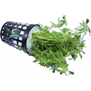 Myriophyllum sp. 'Guyana' [koszyk]