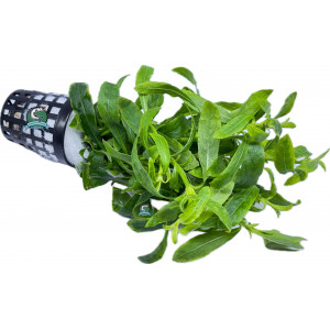 Hygrophila balsamica [koszyk]