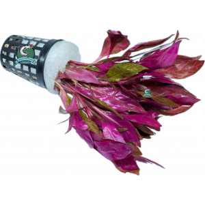 Alternanthera reineckii 'Rosanervig' [koszyk]