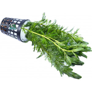 Limnophila aquatica [koszyk]