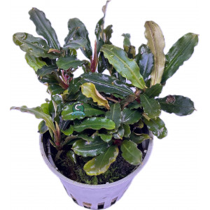 Bucephalandra sp. 'Blue Green' [koszyk]