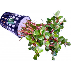 Rotala rotundifolia 'Colorata' / 'Yao Yai' [koszyk]