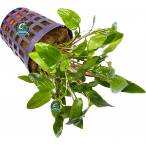 Cryptocoryne wendtii 'Green' [koszyk]