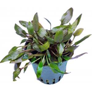 Cryptocoryne wendtii 'Brown' [koszyk]