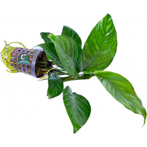 Anubias heterophylla [koszyk]
