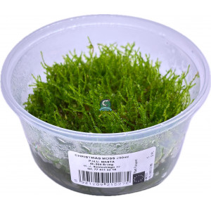 Mech Vesicularia montagnei 'Christmas Moss' [porcja in vitro 250 ml]