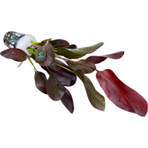 Echinodorus sp. 'Aflame' [koszyk]