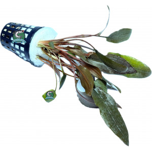 Cryptocoryne wendtii 'Rubella' [koszyk]