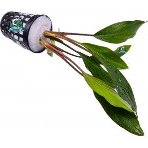 Homalomena sp. 'Sekadau South' [koszyk]