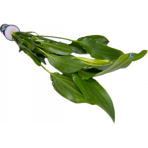 Echinodorus sp. 'Tricolor' [koszyk]
