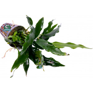 Anubias lanceolata [koszyk]