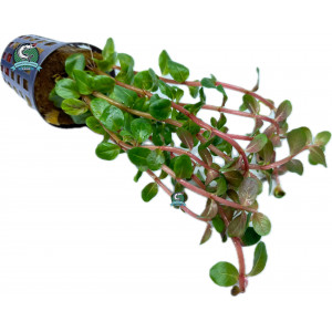Rotala rotundifolia 'Blood Red' [koszyk]