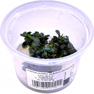 Bucephalandra sp. 'Aqua Artica' [porcja in vitro 100 ml]