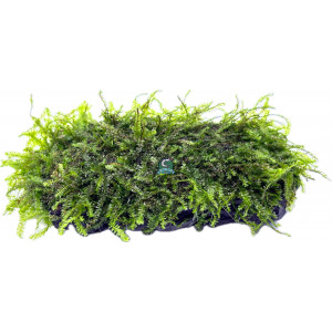 Mech Pilotrichaceae 'Pilo Moss' [na lignicie]