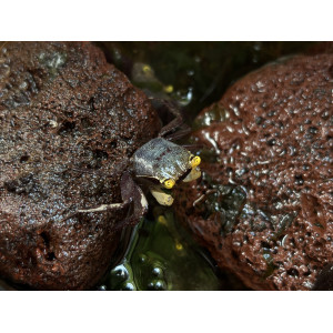 Krab Geosesarma sp. 'Yellow Eye'