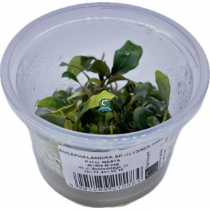 Bucephalandra sp. 'Ulysses' [porcja in vitro 100 ml]