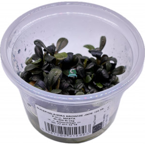 Bucephalandra sp. 'Brownie Jade' [porcja in vitro 100 ml]