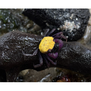 Krab Geosesarma sp. Lemon