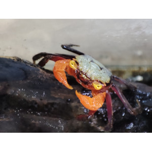 Krab Geosesarma rouxi