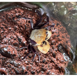 Krab Lepidothelphusa cognetti 'Panda'