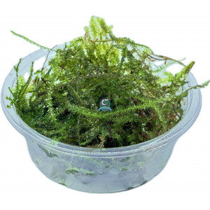 Mech Taxiphyllum barbieri 'Java Moss' [porcja 80 ml]